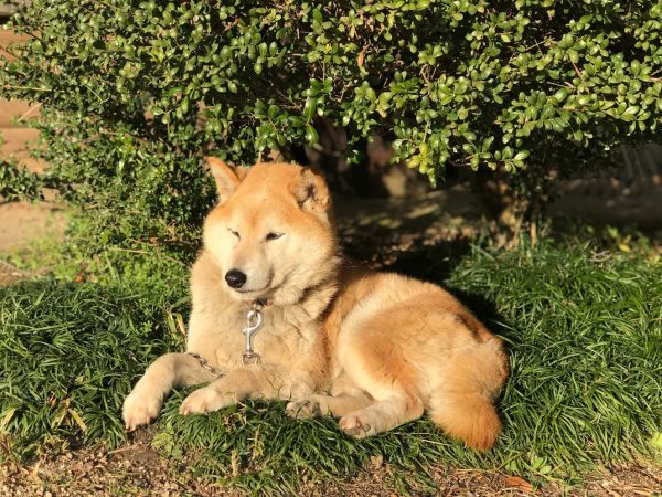 手作りドックランで歓喜の老犬まり 山の薫りのおもてなし 楓花