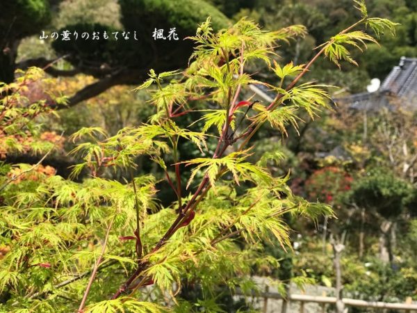 柔らかな紅葉の若葉と色鮮やかな4月の花 山の薫りのおもてなし 楓花