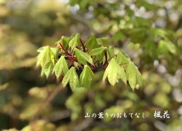 柔らかな紅葉の若葉と色鮮やかな4月の花 山の薫りのおもてなし 楓花