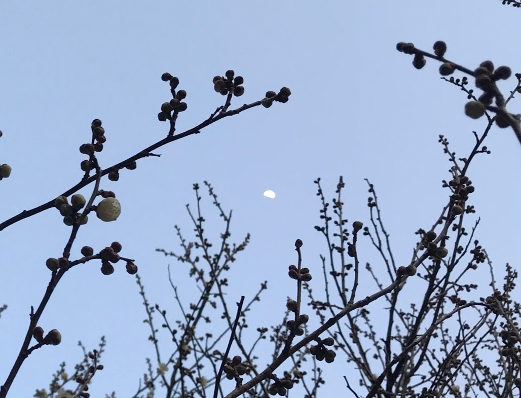 上弦の月と梅の蕾 そして幹 山の薫りのおもてなし 楓花